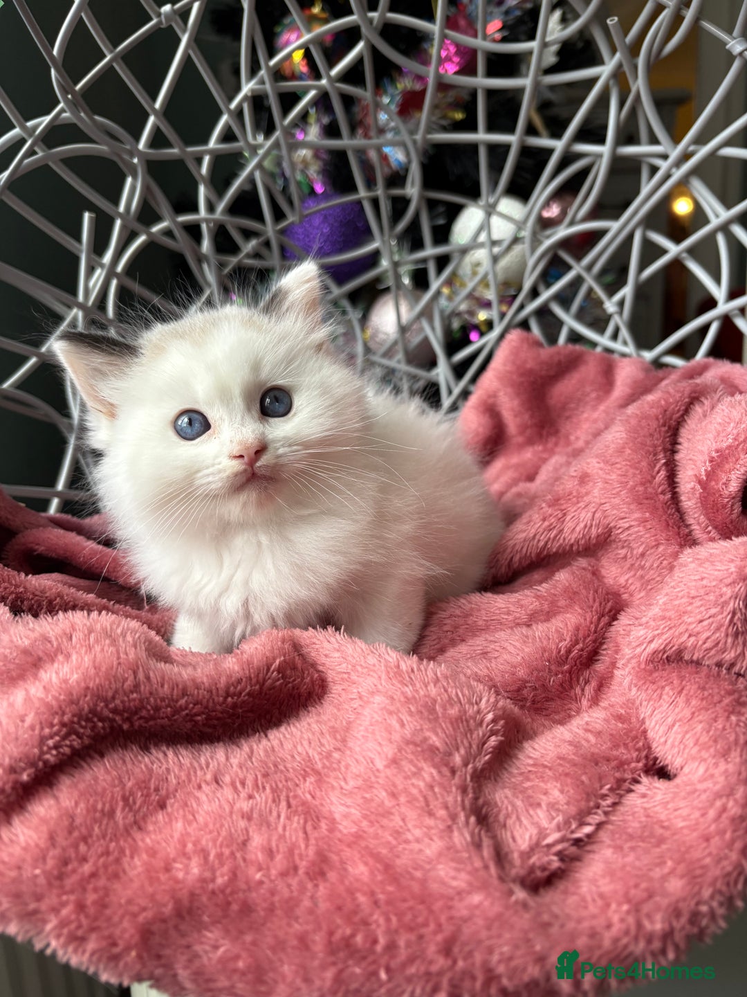 Ragdoll cats for sale: TICA Pedigree Bicolour Ragdoll kittens - Advert 10