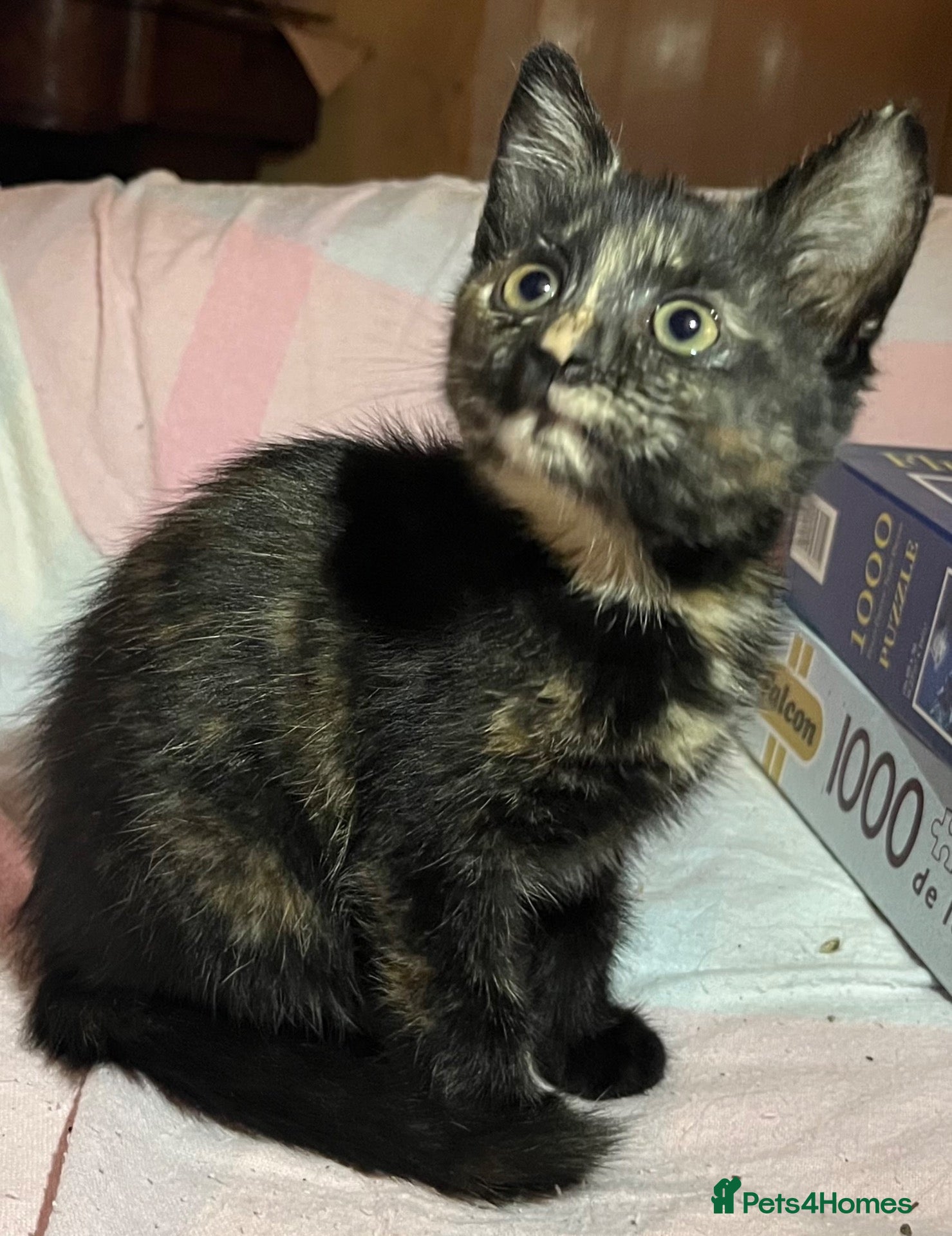 Mixed Breed cats for sale: Gorgeous playful kittens - Advert 2
