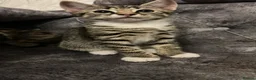 Domestic Shorthair cats for sale: Stunning tabby kittens - Advert 16