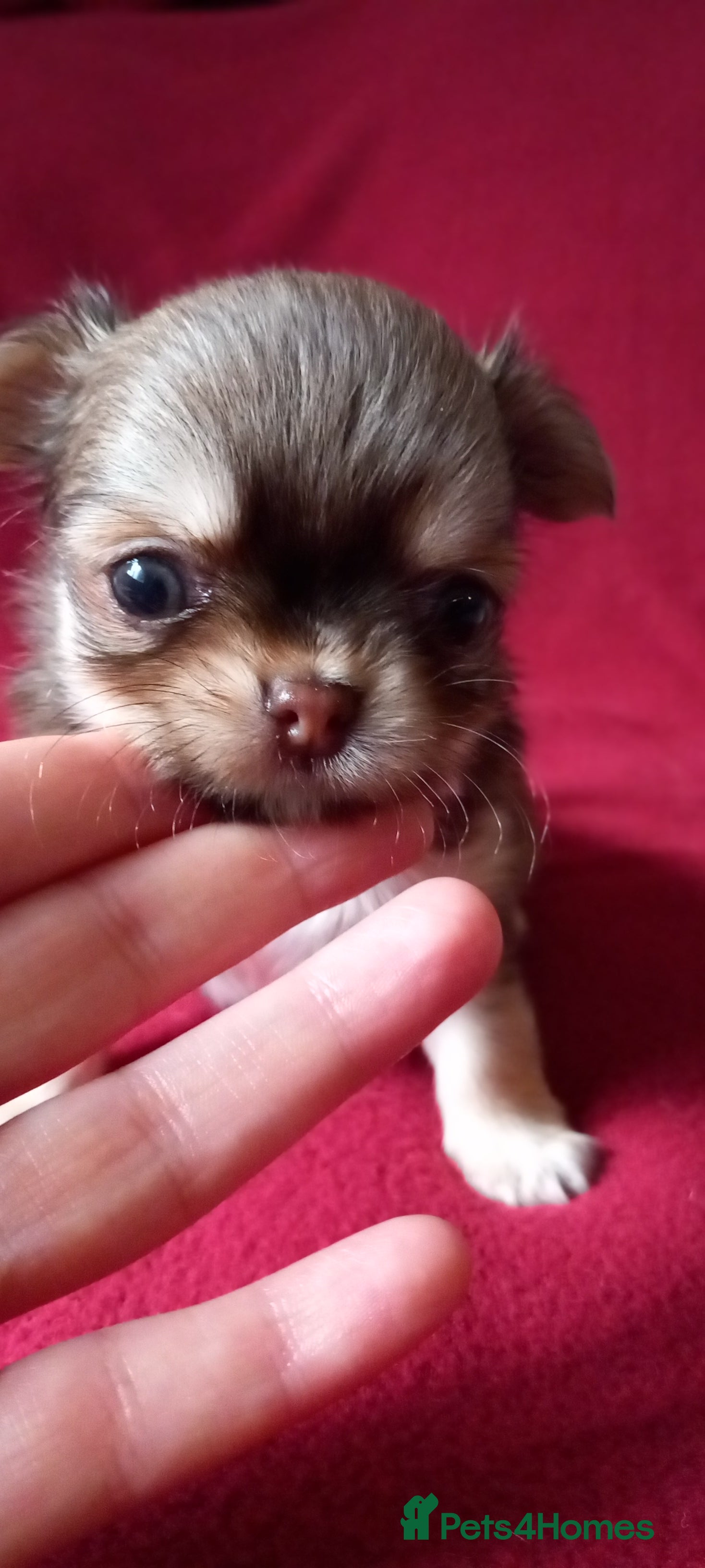 Chihuahua dogs ❤️‍🔥DNA tested parents❤️‍🔥2Boys💙long-coat - Advert 7