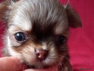 Chihuahua dogs ❤️🔥DNA tested parents❤️🔥2Boys💙long-coat - Advert 14