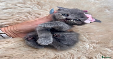 British Shorthair cats - Advert 9