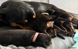 Dobermann dogs for sale: Gorgeous Rottweiler crossed with Red Doberman  - Image 11