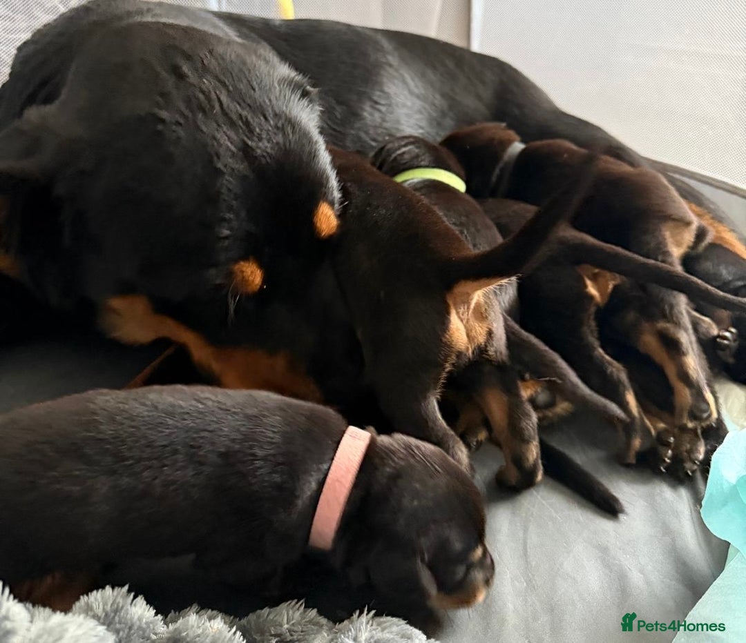 Dobermann dogs for sale: Gorgeous Rottweiler crossed with Red Doberman  - Image 11