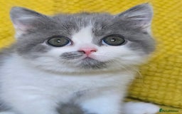 British Shorthair cats for sale: READY NOW GCCF reg BSH kittens - Image 30