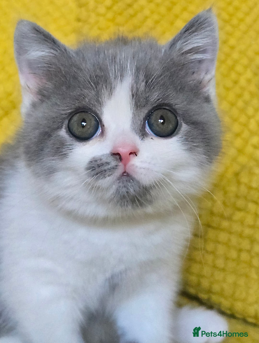 British Shorthair cats for sale: READY NOW GCCF reg BSH kittens - Image 30