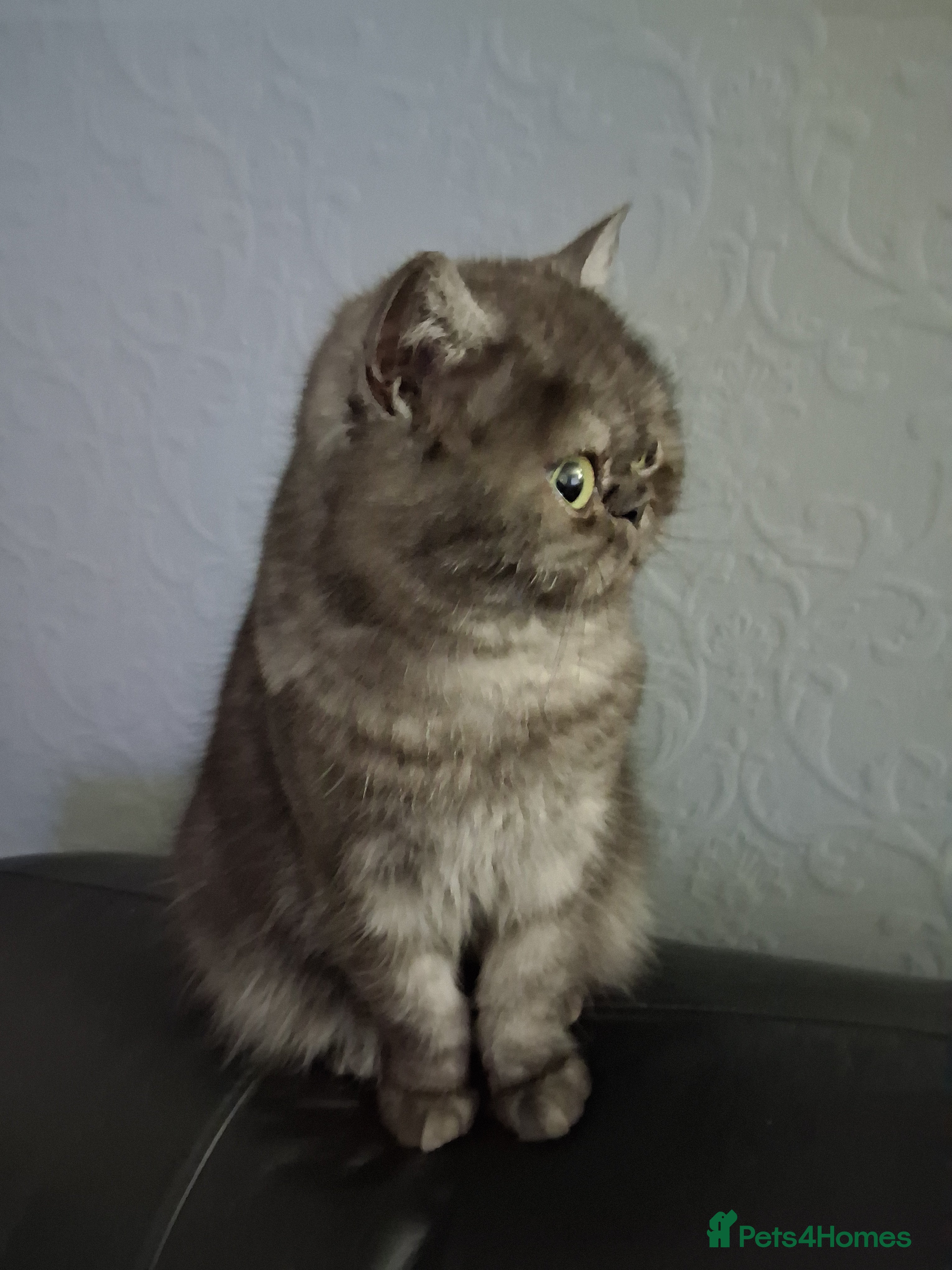 Exotic cats Exotic spayed short haired female - Advert 5