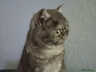 Exotic cats Exotic spayed short haired female - Advert 5