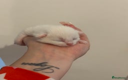 Domestic Shorthair cats for sale: Kittens looking for forever home.  - Image 11