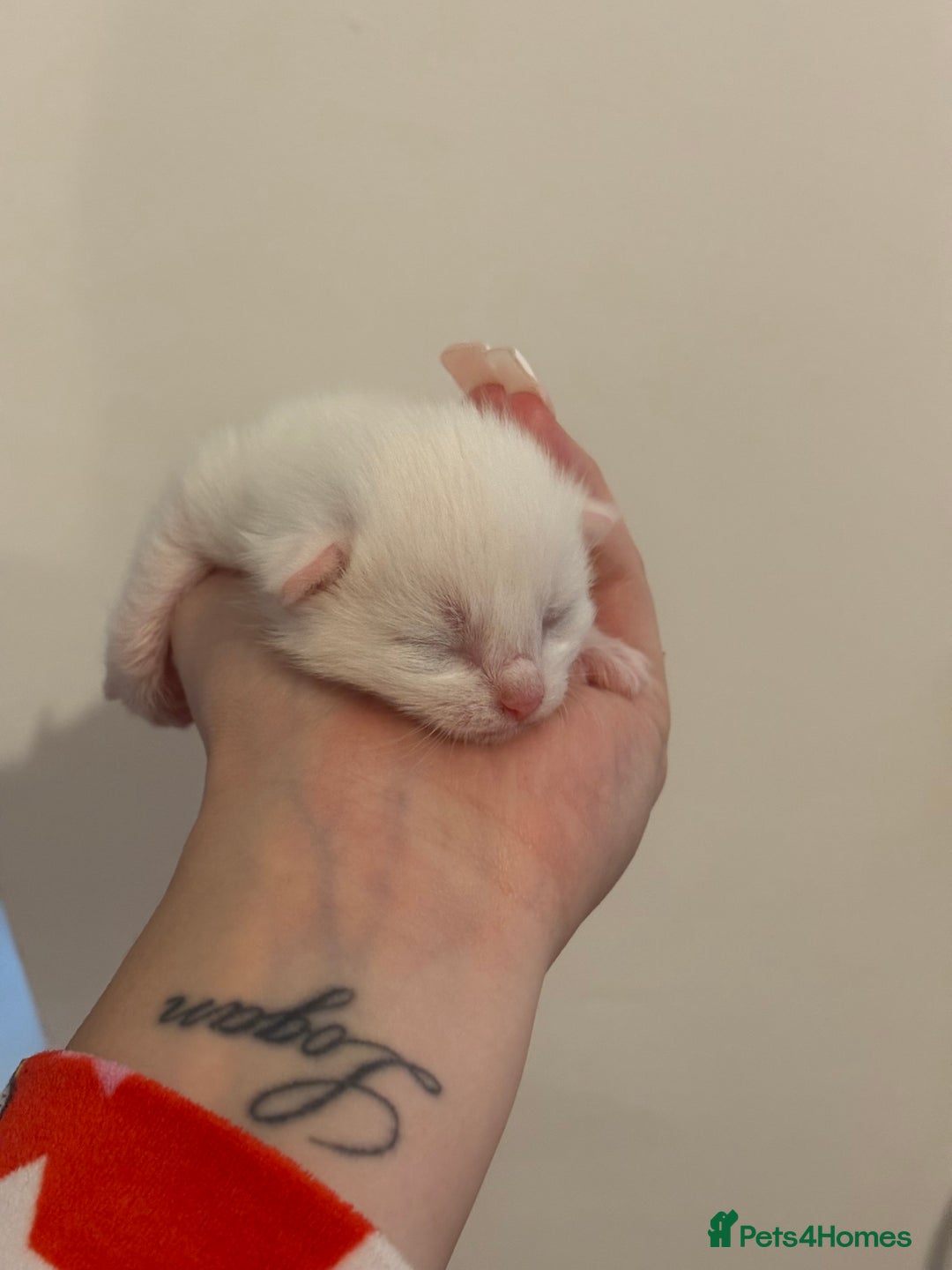 Domestic Shorthair cats for sale: Kittens looking for forever home.  - Image 11