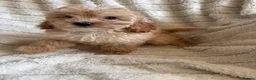 Cockapoo dogs for sale: Because puppy's  in Worksop - Advert 26