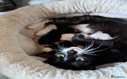 Mixed Breed cats for sale: 2 beautiful Female kittens  - Image 5