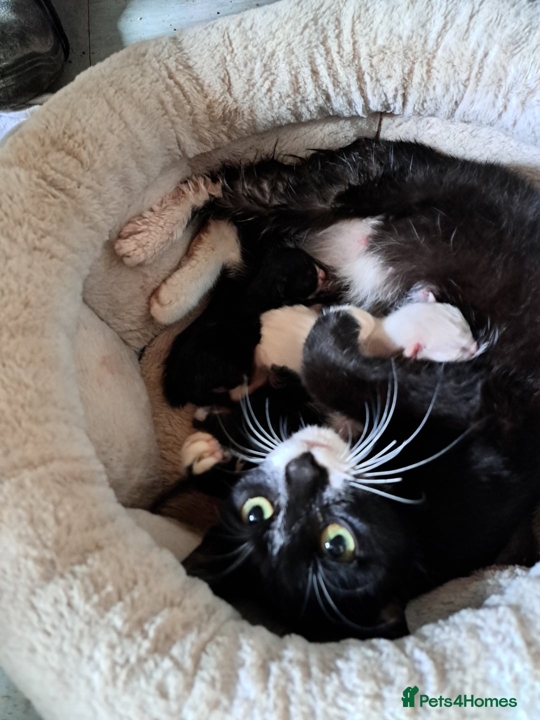 Mixed Breed cats for sale: 2 beautiful Female kittens  - Image 5