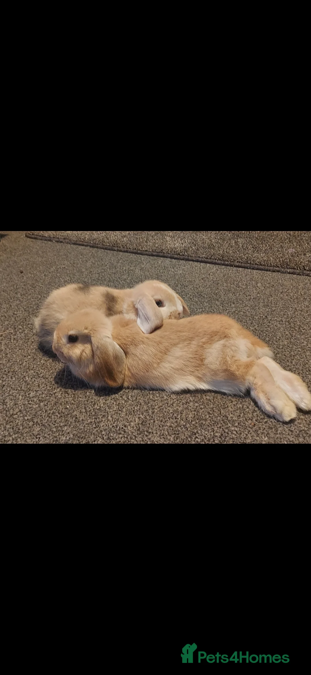 Mini Lop rabbits for sale: 2 boys for sale (not kept together) - Advert 1