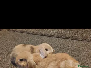 Mini Lop rabbits 2 boys for sale (not kept together) in Leominster - Advert 1