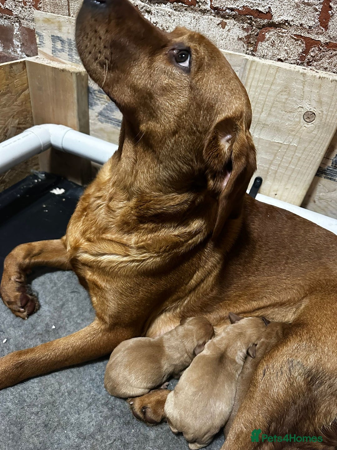 Labrador Retriever dogs for sale: Chunky red lab pups - Advert 5
