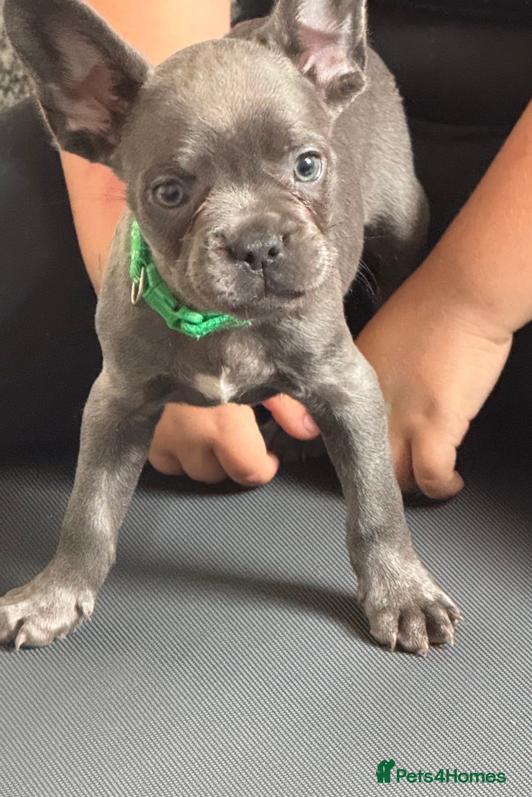 French Bulldog dogs for sale: Last frenchie puppy  - Image 1