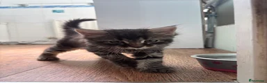 Mixed Breed Kitten 4