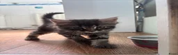 Mixed Breed cats for sale: Kittens - Advert 7