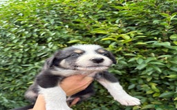 Border Collie dogs for sale: Border collie puppies ** Ready to Leave ** - Image 15