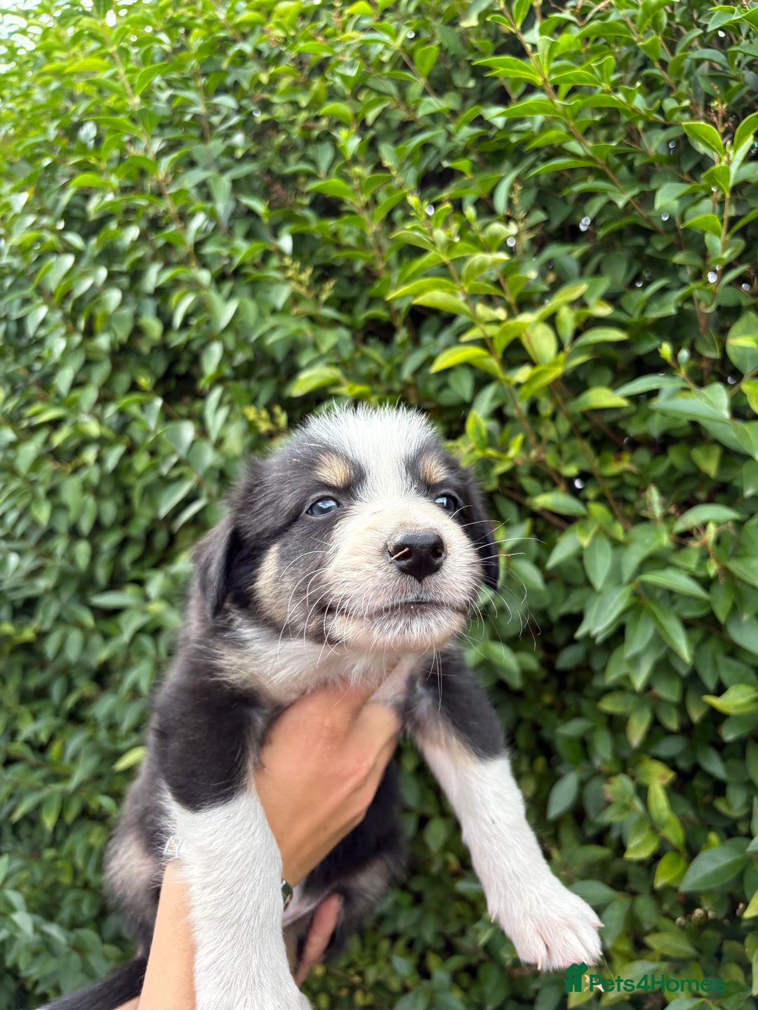 Border Collie dogs for sale: Border collie puppies ** Ready to Leave ** - Image 15
