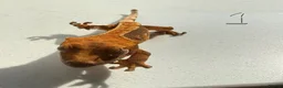 Gecko reptiles for sale:  Lilly white Crested gecko babies - Advert 5