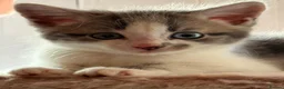 Domestic Shorthair cats for sale: Beautiful male kitten - Advert 1