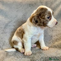 Sprocker dogs - Advert 9