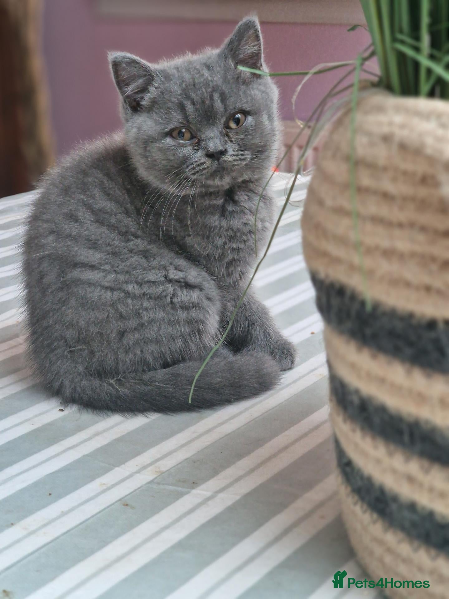 British Shorthair cats Pedigree British Shorthairs ONLY ONE REMAINING  - Advert 2