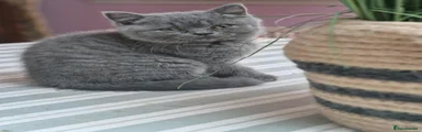 British Shorthair 4