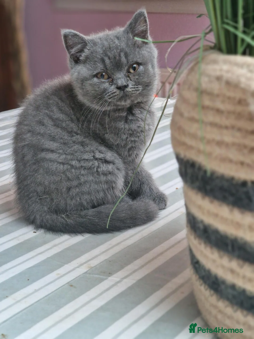British Shorthair cats for sale: Pedigree British Shorthairs ONLY ONE REMAINING  - Advert 2