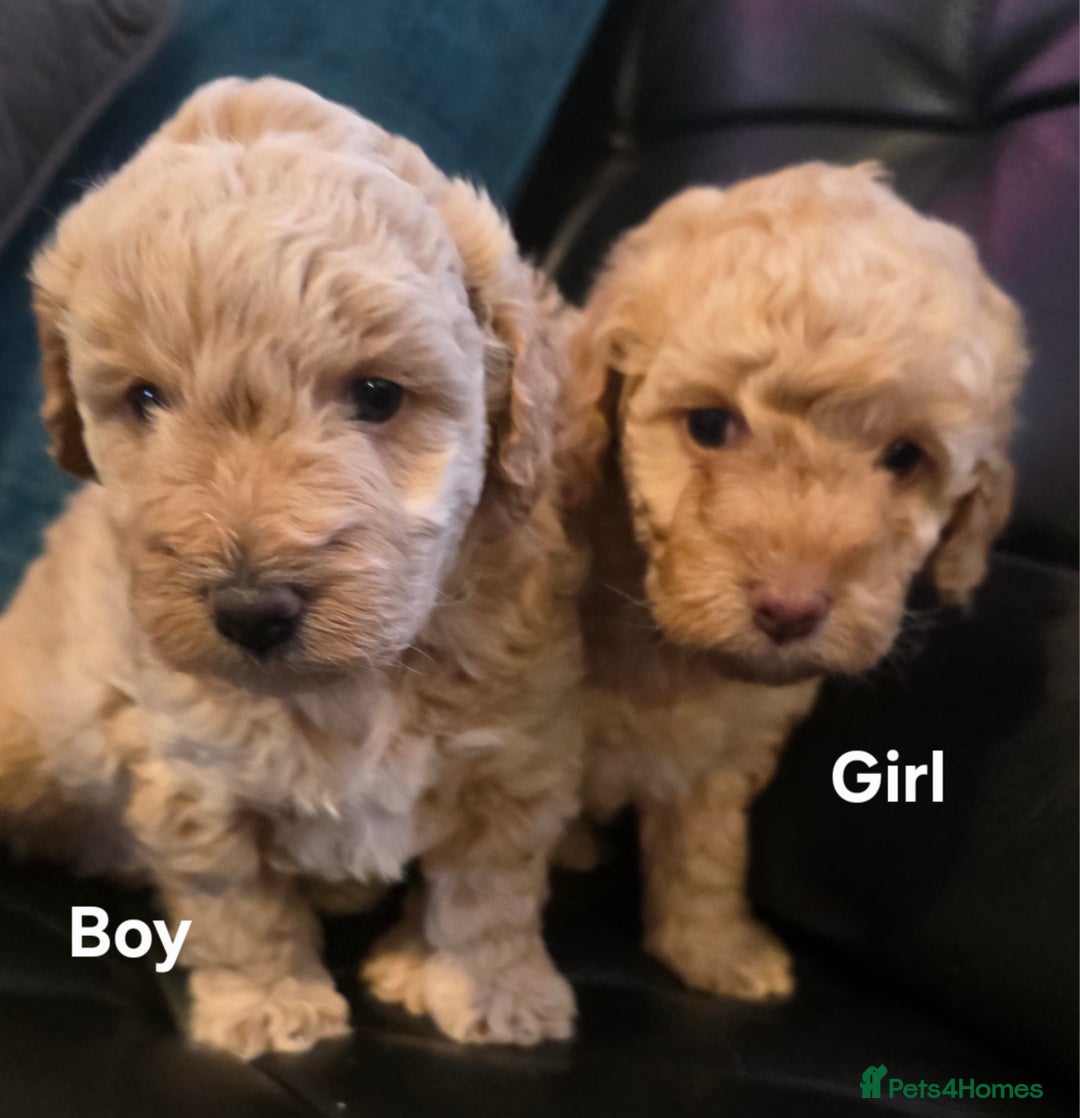 Cockapoo dogs for sale: Cockapoo puppies FB1 miniature poodle X Cockapoo  - Advert 6