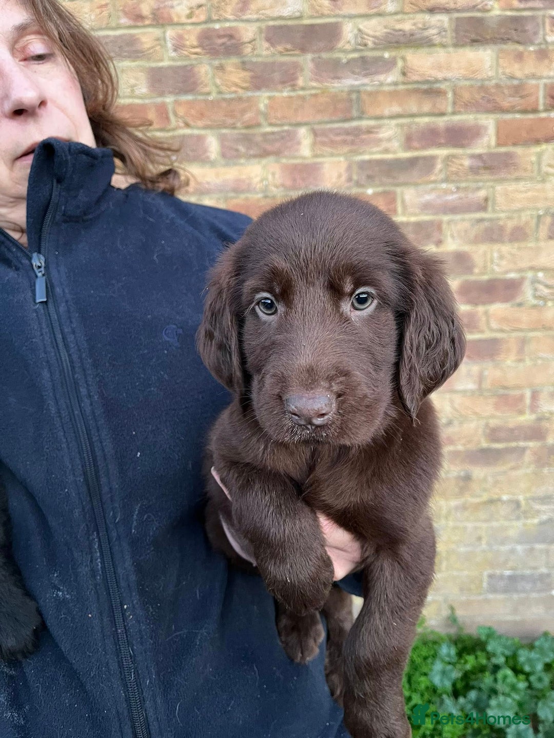 Flat coated Retriever dogs for sale: Lovely Boys Looking For Looking for Home - Advert 5
