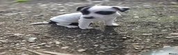 Jack Russell dogs for sale: Lovely Jack russell puppies - Advert 7