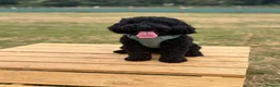 Cockapoo dogs for stud: F2 Cockapoo Stud - Advert 7