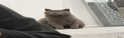 British Shorthair cats for sale: British Shorthair  in Southport - Advert 9