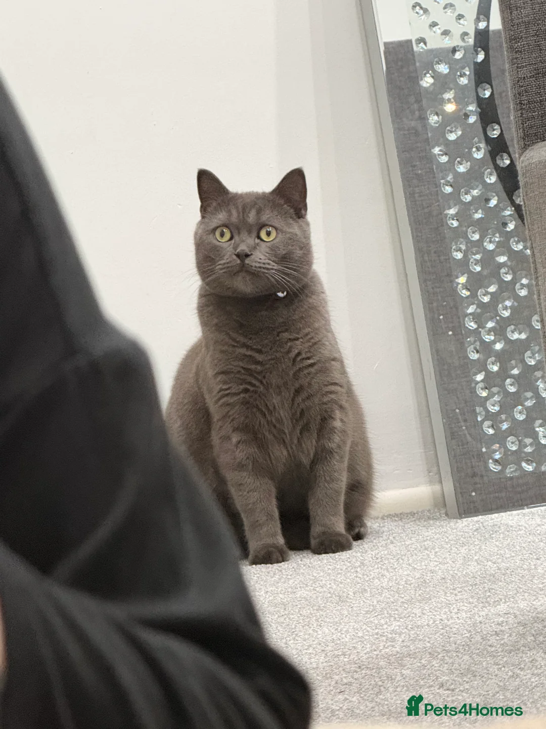 British Shorthair cats for sale: British Shorthair  in Southport - Advert 9