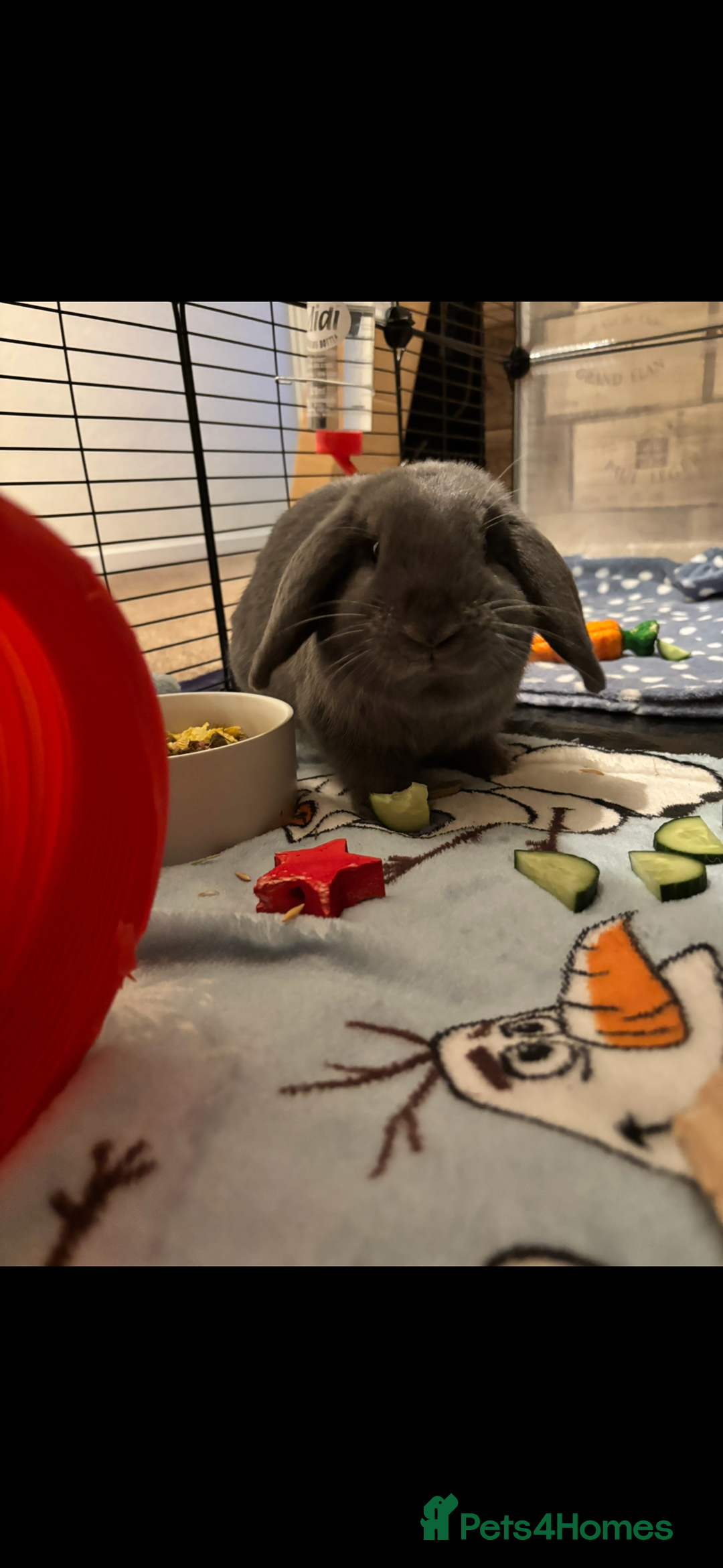 Mini Lop rabbits for sale: Mini lop male rabbit for sale  - Advert 2