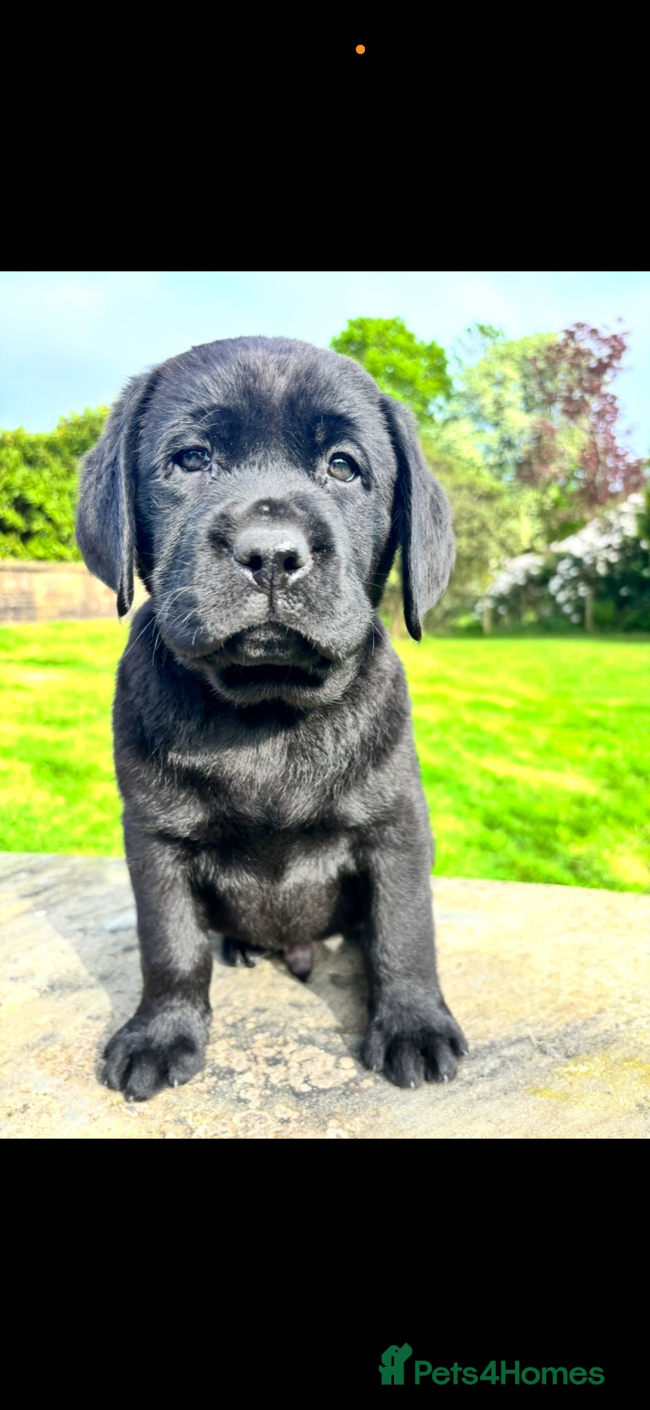 Labrador Retriever dogs True Show Line Chunky Labrador Puppies  - Advert 12