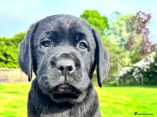 Labrador Retriever dogs True Show Line Chunky Labrador Puppies - Advert 12