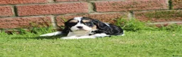 Cavachon dogs for sale: Beautiful Cavachon puppies for sale - Advert 24