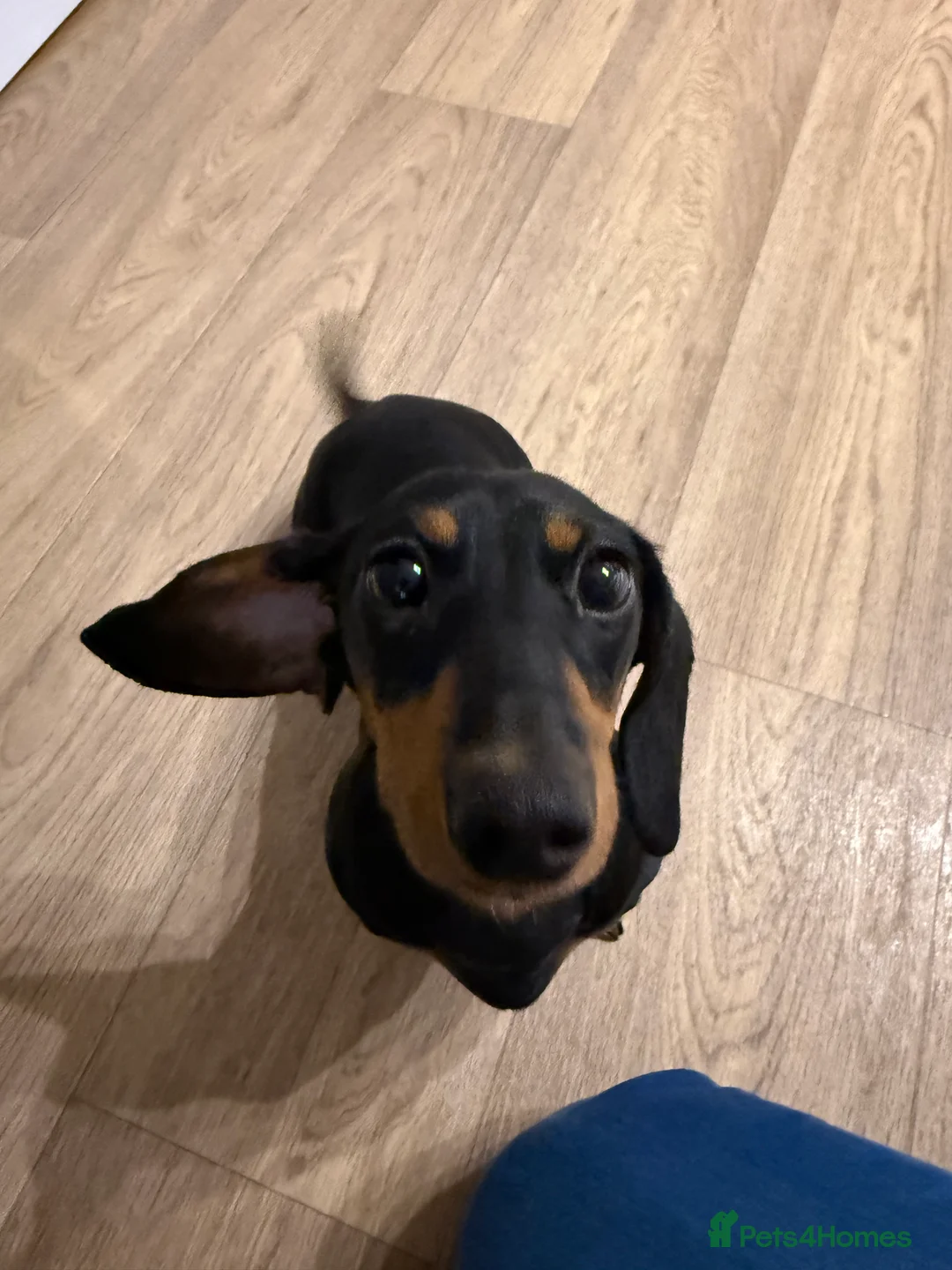 Miniature Dachshund dogs for sale: Beautiful 7 month old female miniature dachshund  - Advert 5