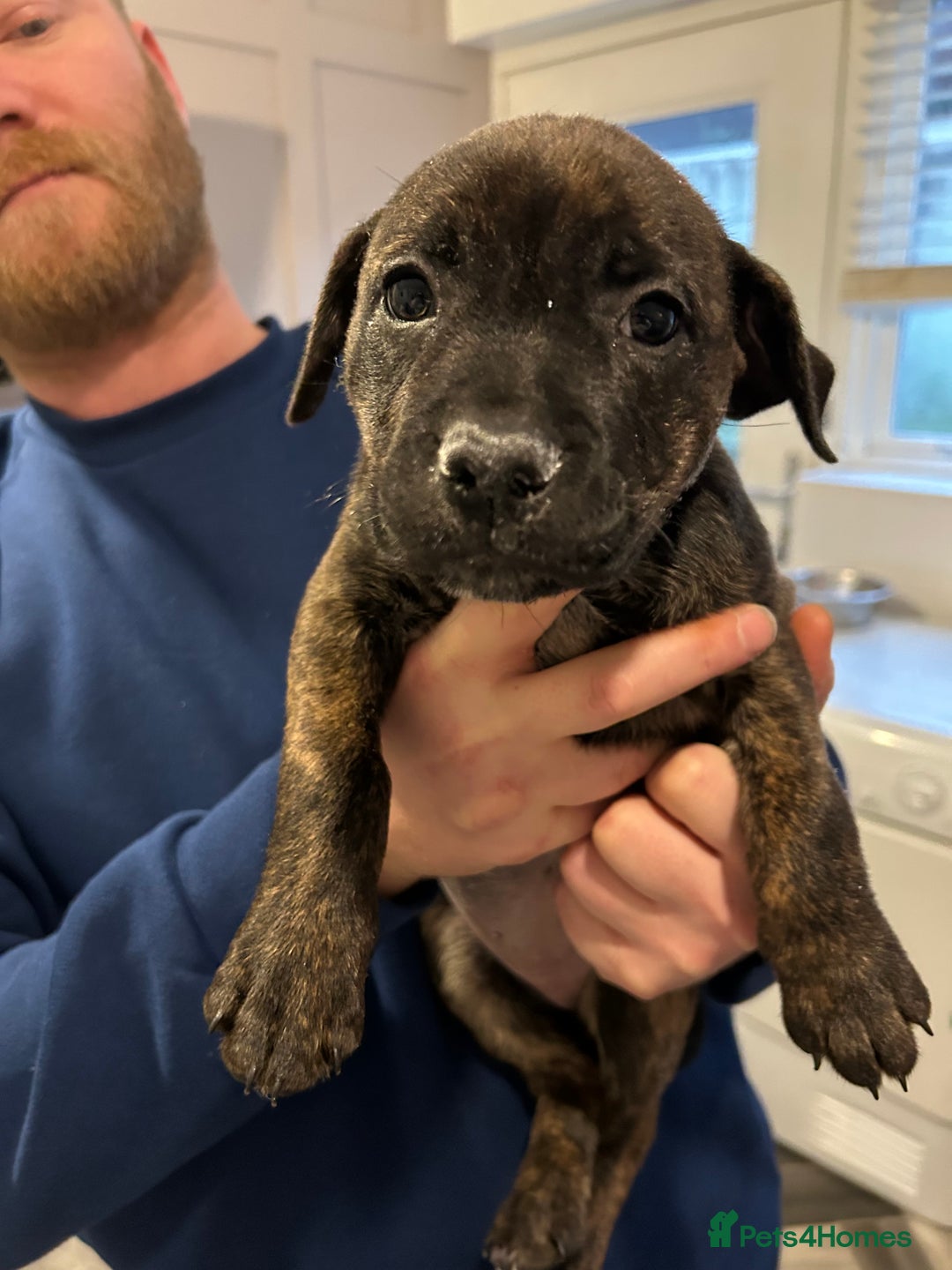 Mixed Breed dogs for sale: Staffy pups  - Advert 14