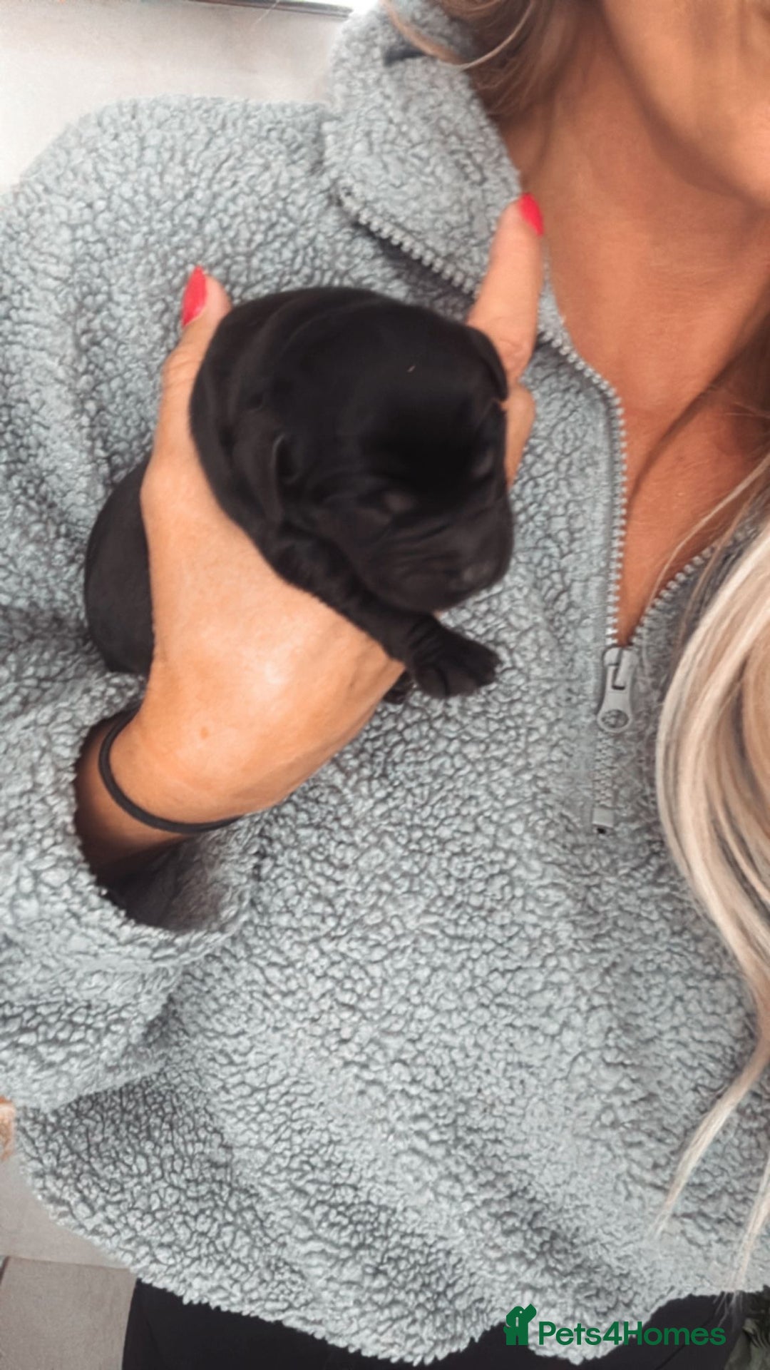 Labrador Retriever dogs for sale: Stunning working lab pups  - Image 1
