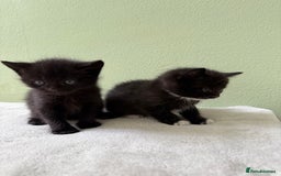 Domestic Shorthair cats for sale: Adorable Kittens Looking for Their Forever Home - Image 2