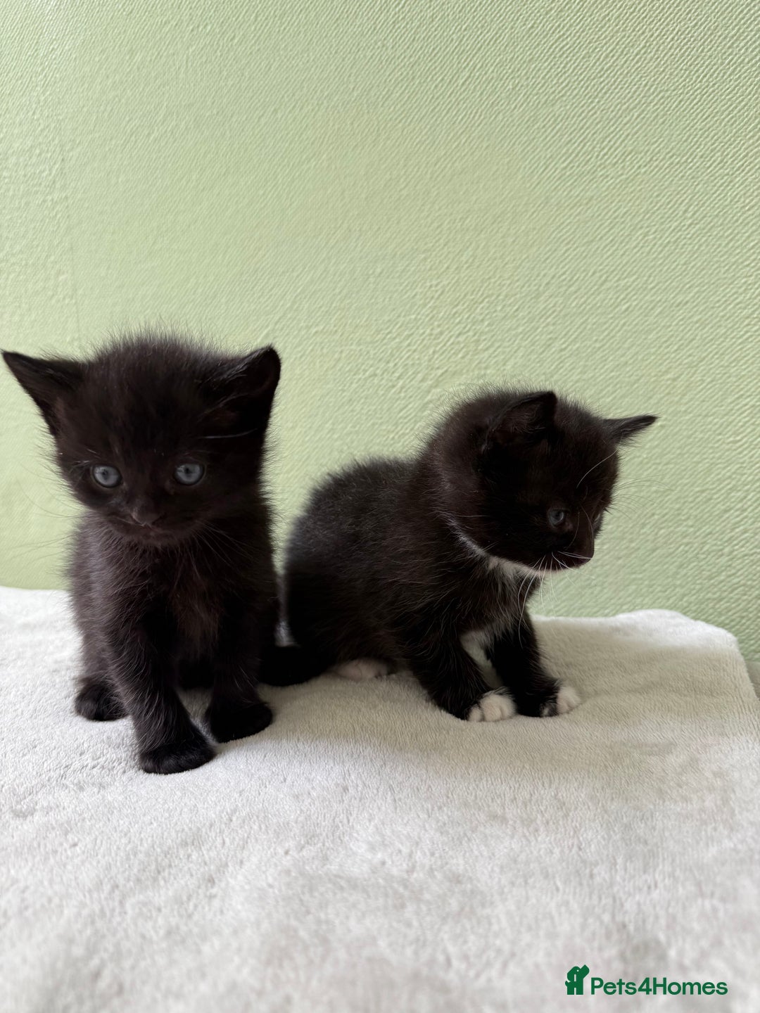 Domestic Shorthair cats for sale: Adorable Kittens Looking for Their Forever Home - Image 2