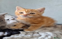 Persian cats for sale: Beautiful persian kittens  - Image 5