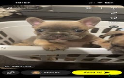 French Bulldog dogs for sale: Beautiful french bulldog puppies  - Image 24