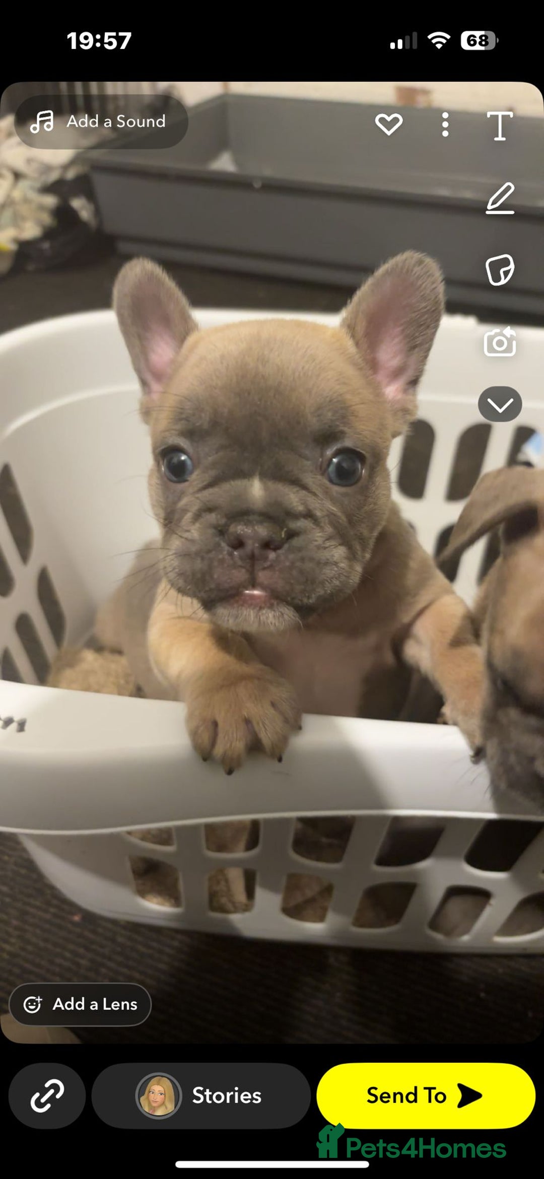 French Bulldog dogs for sale: Beautiful french bulldog puppies  - Image 24