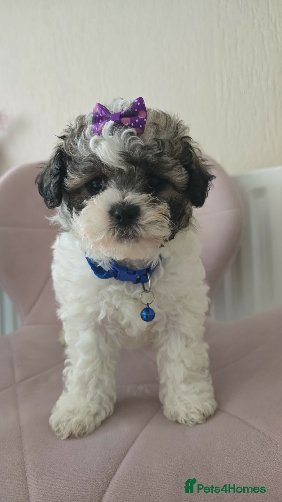 Shihpoo dogs Beautiful teddy bears 🧸  - Advert 13
